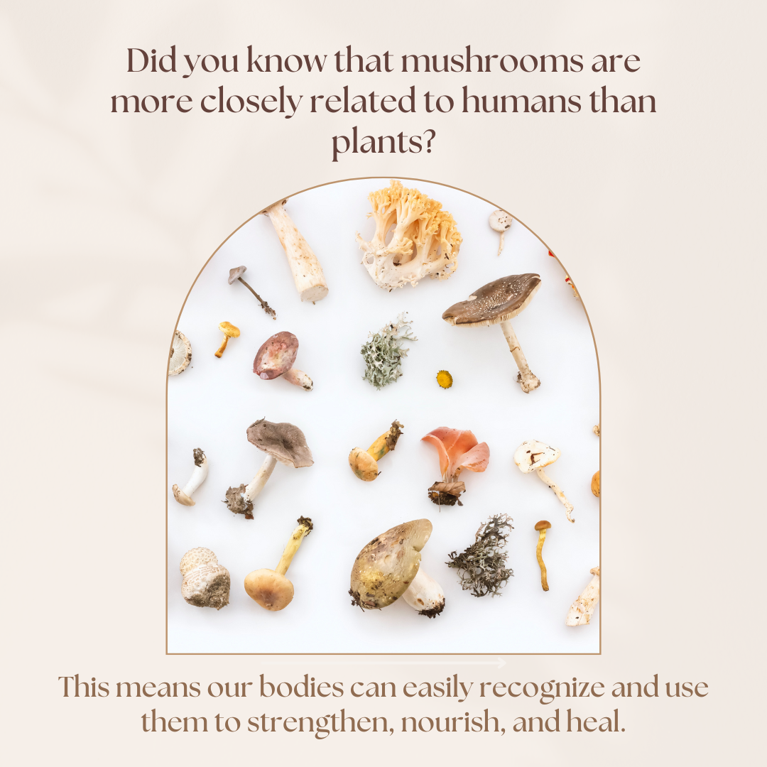 Explore the Power of Adaptogens: Assist in Stress Relief and Reclaim Balance in your life.