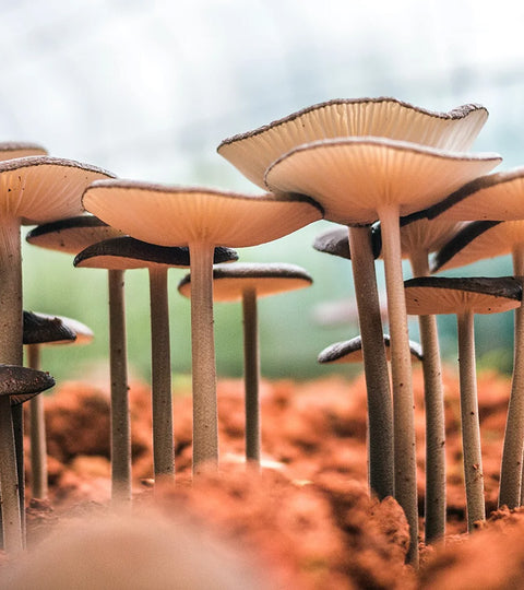 Unlock the Power of Medicinal Mushrooms: A Guide to Functional Fungi