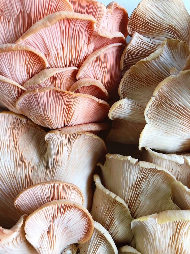6 Stress-Free Ways To Incorporate Mushrooms In Your Daily Routine