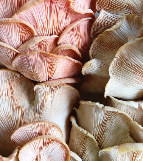 6 Stress-Free Ways To Incorporate Mushrooms In Your Daily Routine