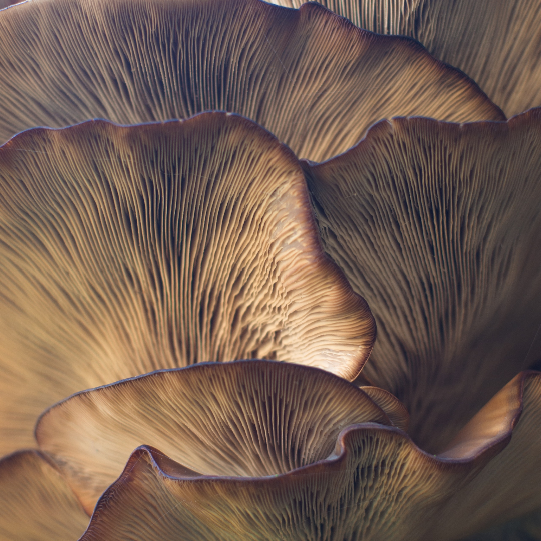Debunking The Mushroom Fruiting Body and Mycellium Debate