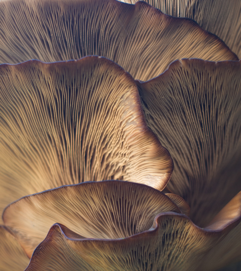 Debunking The Mushroom Fruiting Body and Mycellium Debate