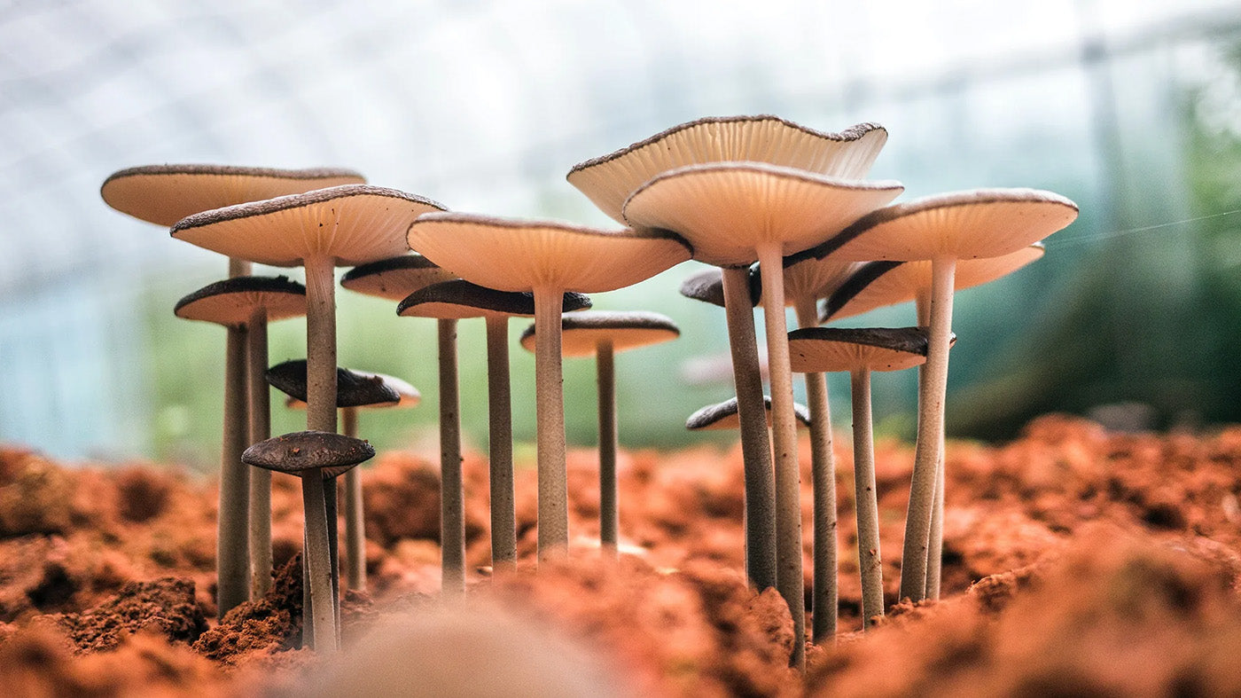 Unlock the Power of Medicinal Mushrooms: A Guide to Functional Fungi